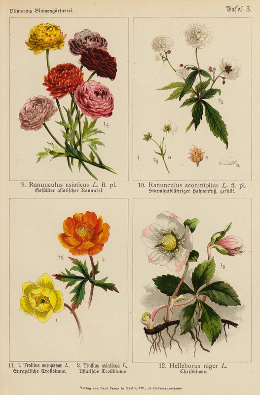 Ranunculus Asiaticus, Ranunculus Aconitifolius, Trollius Europeaeus, Trollius Asiaticus, Helleborus Niger (farvelitografi) af (after) German School