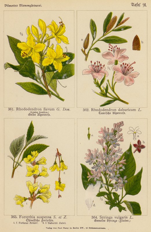 Rhododendron Flavum, Rhododendron Dahuricum, Forsythia Suspensa, Syringa Vulgaris (farvelitografi) af (after) German School