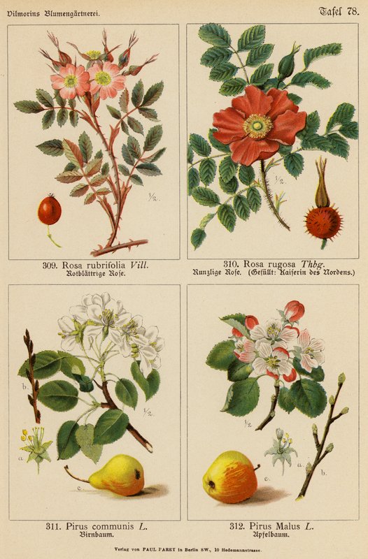Rosa Rubrifolia, Rosa Rugosa, Pirus Communis, Pirus Malus (farvelitografi) af (after) German School