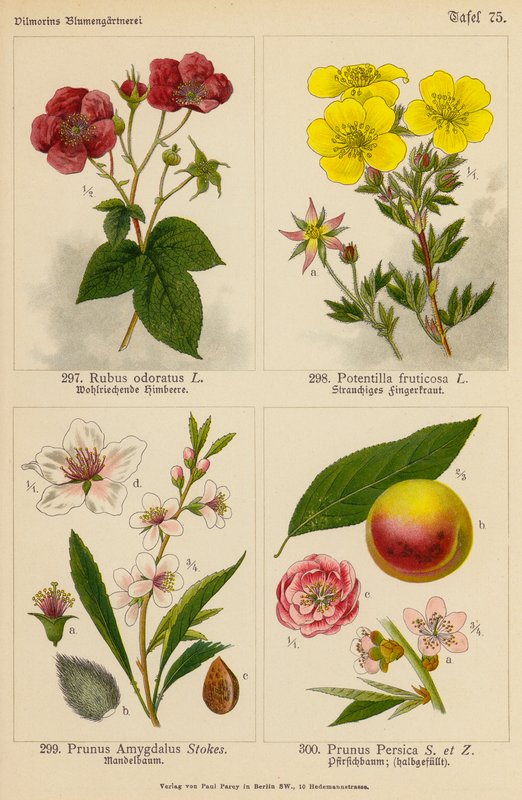 Rubus Odoratus, Potentilla Fruticosa, Prunus Amygdalus, Prunus Persica (farvelitografi) af (after) German School