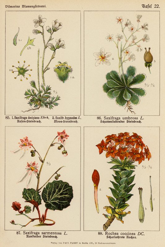 Saxifraga Decipiens, Saxifraga Hypnodes, Saxifraga Umbrosa, Saxifraga Sarmentosa, Rochea Coccinea (farvelitografi) af (after) German School