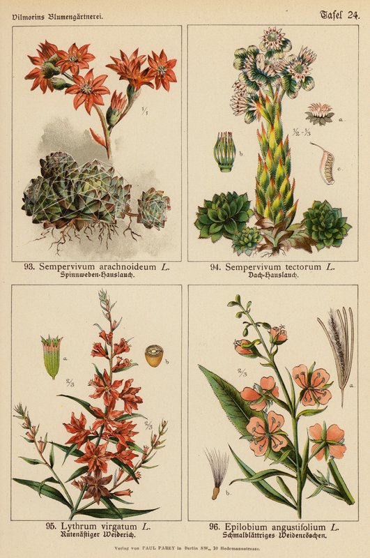 Sempervivum Arachnoideum, Sempervivum Tectorum, Lythrum Virgatum, Epilobium Angustifolium (farvelitografi) af (after) German School