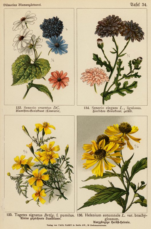 Senecio Cruentus, Senecio Elegans, Tagetes Signatus, Helenium Autumnale (farvelitografi) af (after) German School