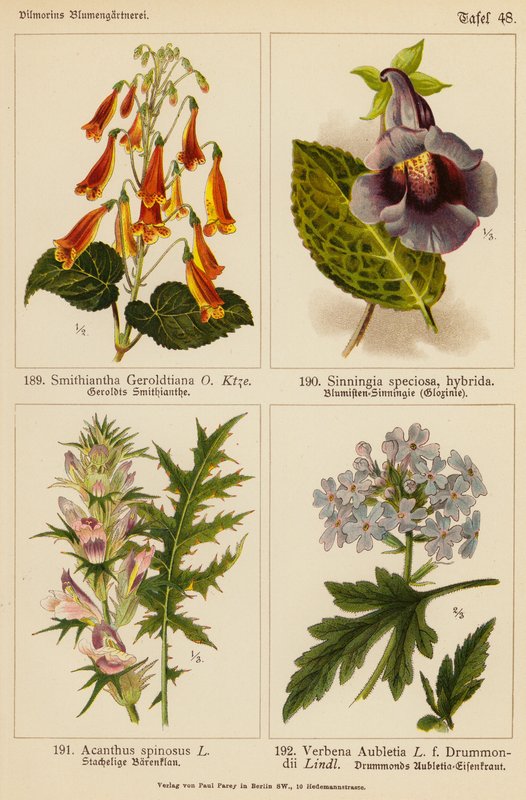 Smithiantha Geroldtiana, Sinningia Speciosa, Acanthus Spinosus, Verbena Aubletia (farvelitografi) af (after) German School