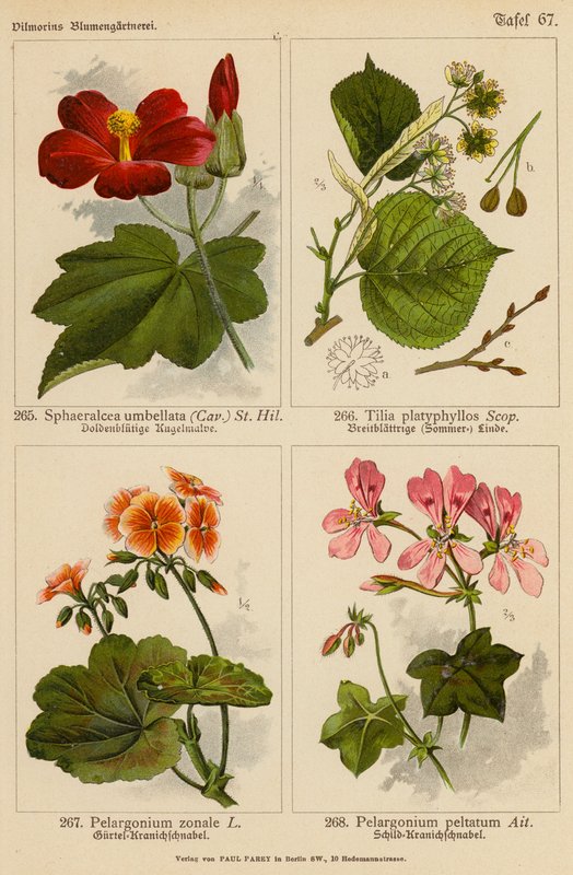 Sphaeralcea Umbellata, Tilia Platyphyllos, Pelargonium Zonale, Pelargonium Peltatum (farvelitografi) af (after) German School