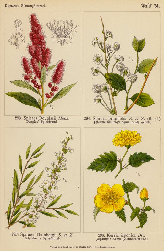 Spiraea Douglasii, Spiraea Prunifolia, Spiraea Thunbergii, Kerria Japonica (farvelitografi) af (after) German School