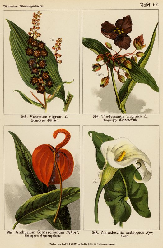 Veratrum Nigrum, Tradescantia Virginica, Anthurium Scherzerianum, Zantedeschia Aethiopica (farvelitografi) af (after) German School