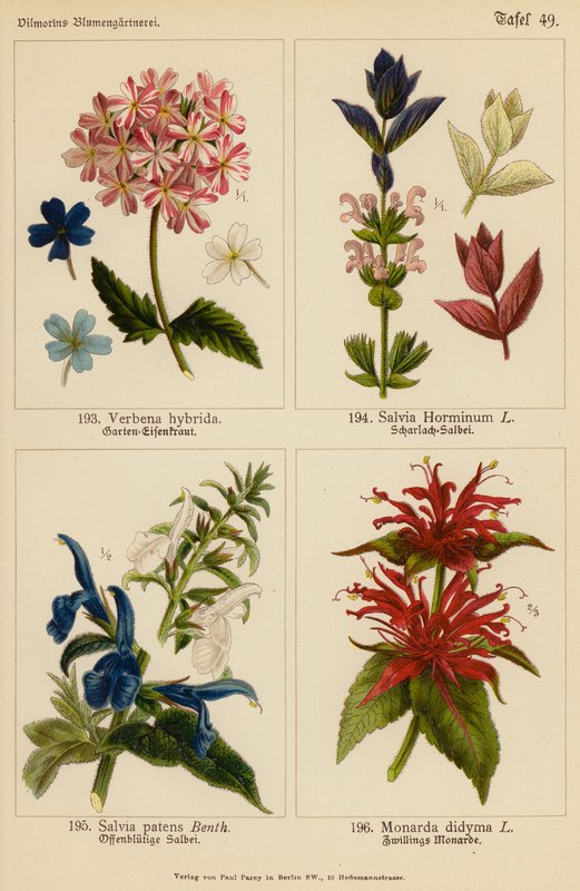 Verbena Hybrida, Salvia Horminum, Salvia Patens, Monarda Didyma (farvelitografi) af (after) German School