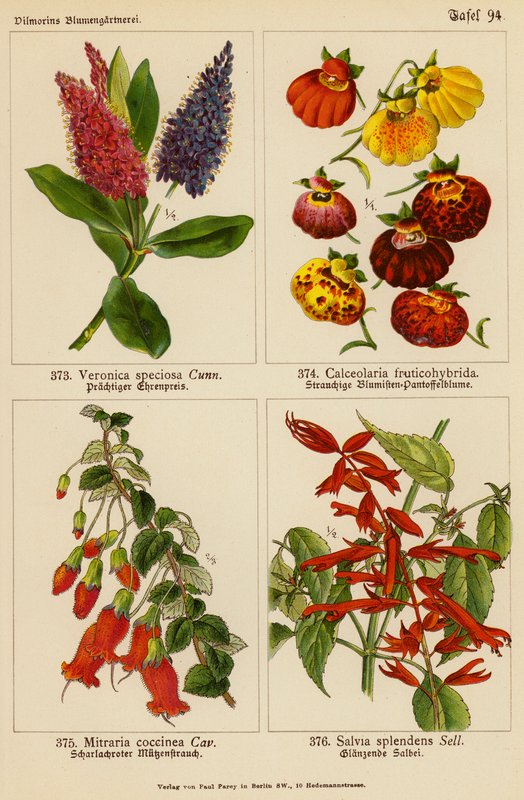 Veronica Speciosa, Calceolaria Fruticohybrida, Mitraria Coccinea, Salvia Splendens (farvelitografi) af (after) German School