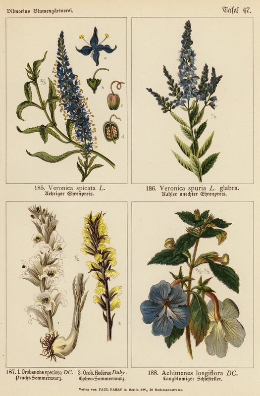 Veronica Spicata, Veronica Spuria, Orobanche Speciosa, Orobanche Hederae, Achimenes Longiflora (farvelitografi) af (after) German School