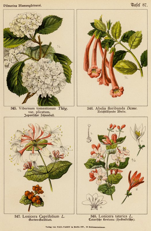 Viburnum Tomentosum, Abelia Floribunda, Lonicera Caprifolium, Lonicera Tatarica (farvelitografi) af (after) German School