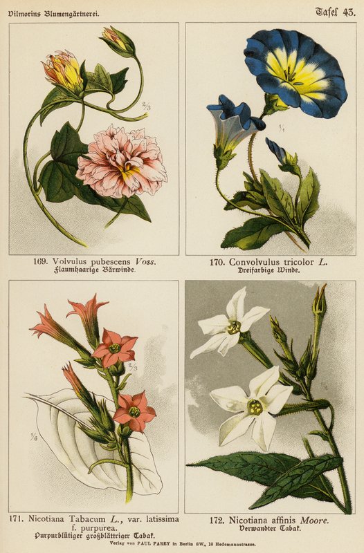 Volvulus Pubescens, Convolvulus Tricolor, Nicotiana Tabacum, Nicotiana Affinis (farvelitografi) af (after) German School