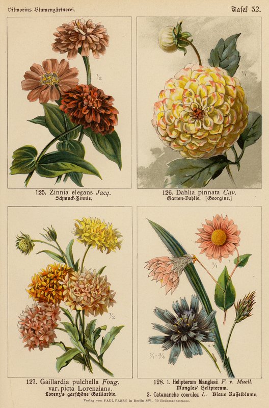 Zinnia Elegans, Dahlia Pinnata, Gaillardia Pulchella, Helipterum Manglesii, Catananche Coerulea (farvelitografi) af (after) German School