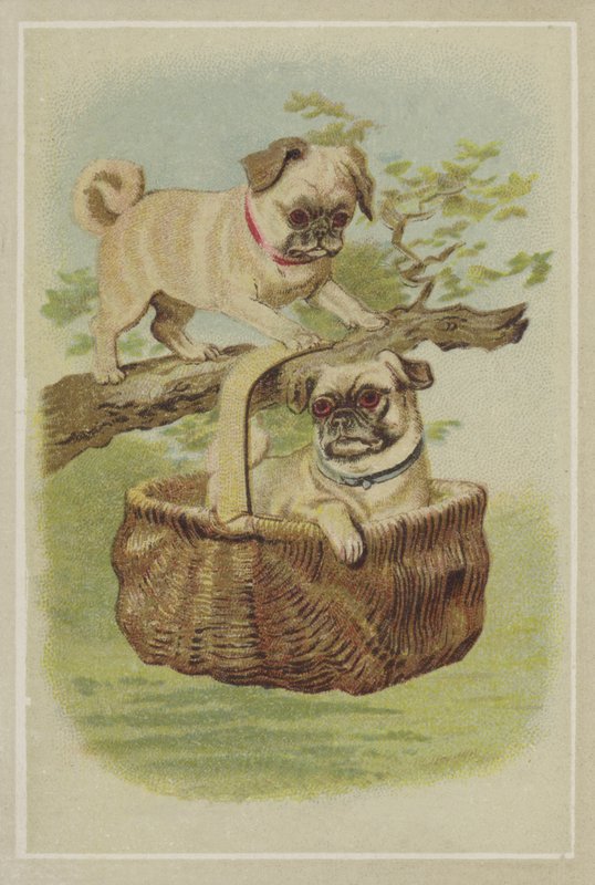 Mops hunde af American School