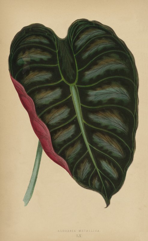 Alocasia Metallica af English School
