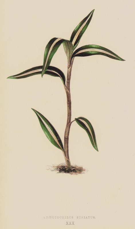 Anoectochilus Striatus af English School