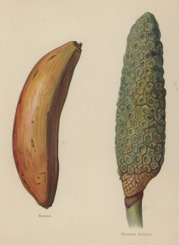 Banan, Monstera deliciosa af English School