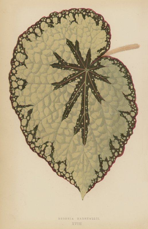 Begonia Marshallii af English School