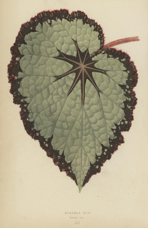 Begonia Rex, Variety Isis af English School