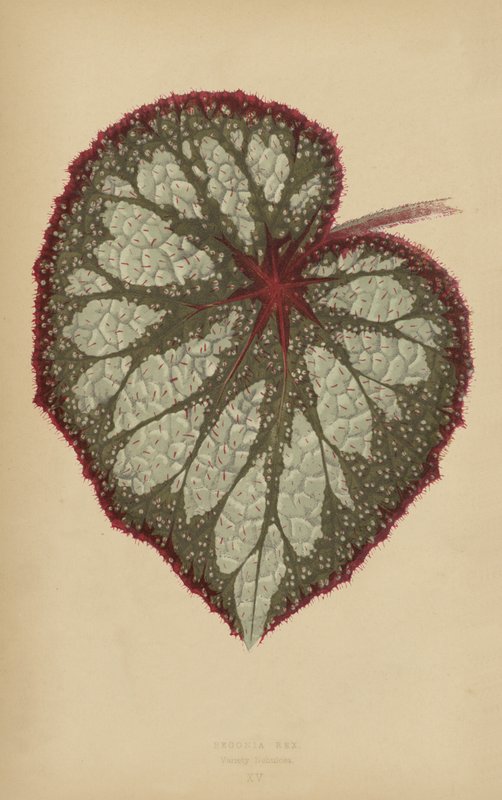 Begonia Rex, Sort Nebula af English School