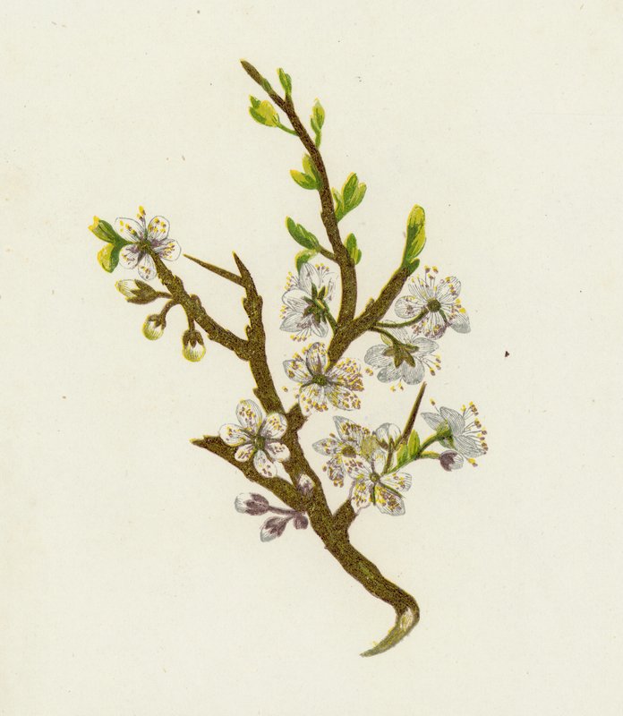 Slåen (Prunus spinosa) af English School