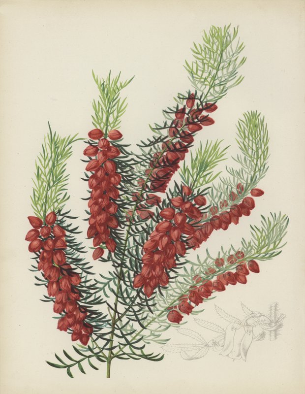 Boronia Elatior af English School