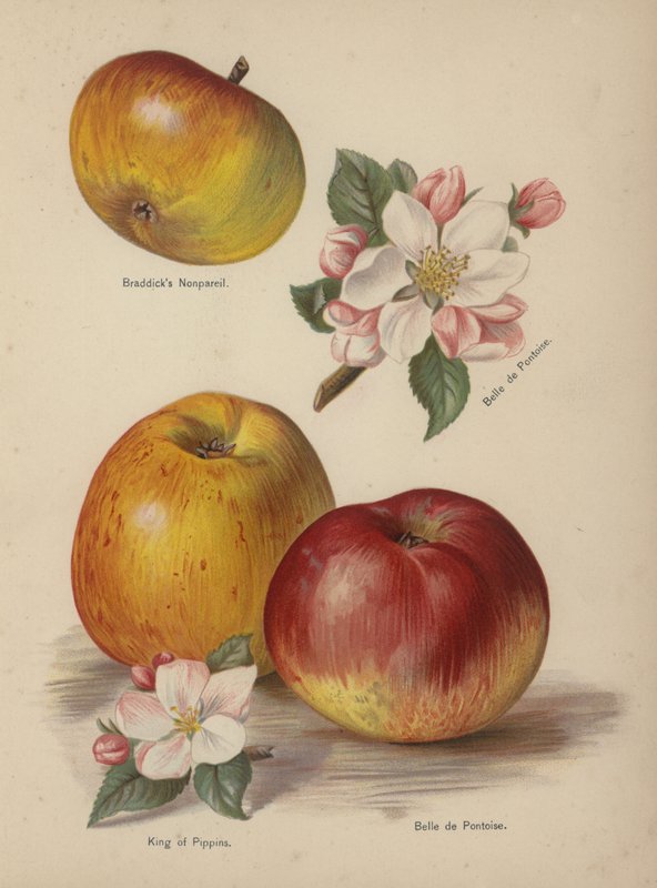 Braddicks Nonpareil, Belle de Pontoise, King of Pippins af English School