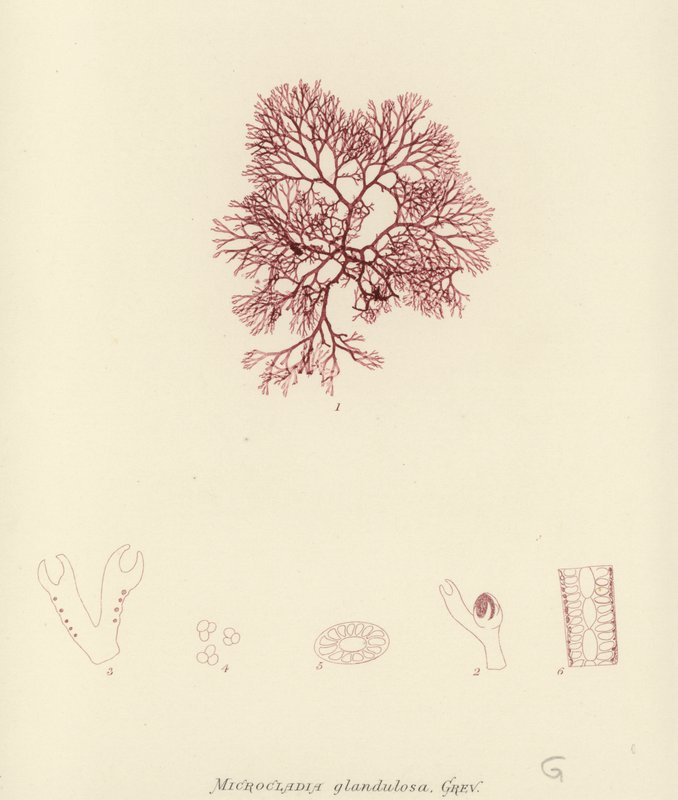 British Sea-Weed (naturtrykt) af English School