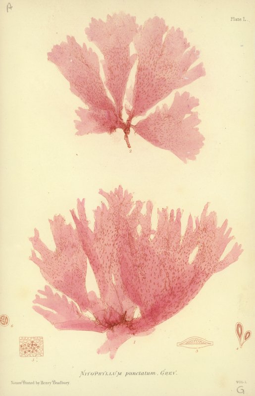 British Sea-Weed (naturtrykt) af English School