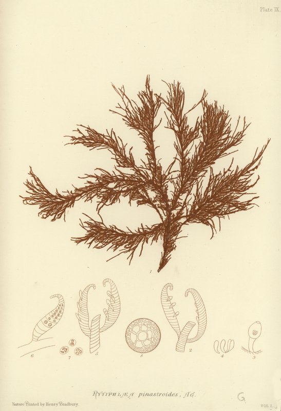 British Sea-Weed (naturtrykt) af English School