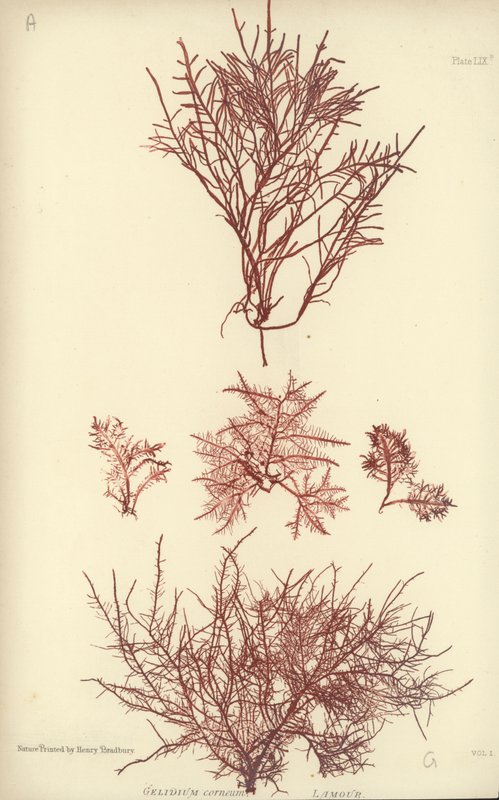 British Sea-Weed (naturtryk) af English School