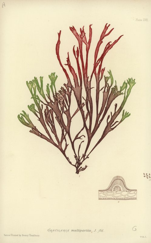 British Sea-Weed (naturtryk) af English School