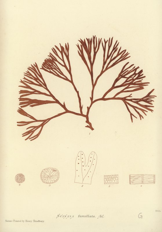 British Sea-Weed (naturtryk) af English School