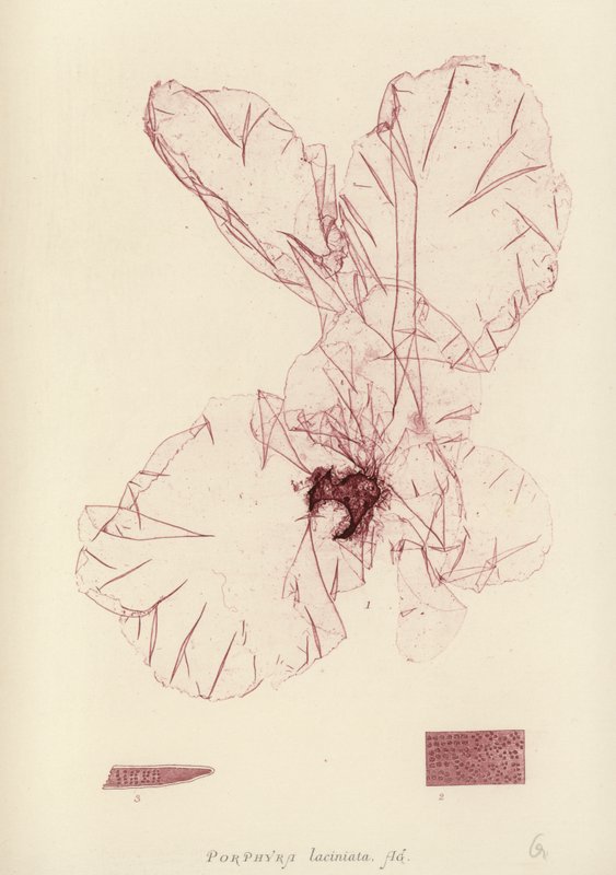 British Sea-Weed (naturtrykt) af English School