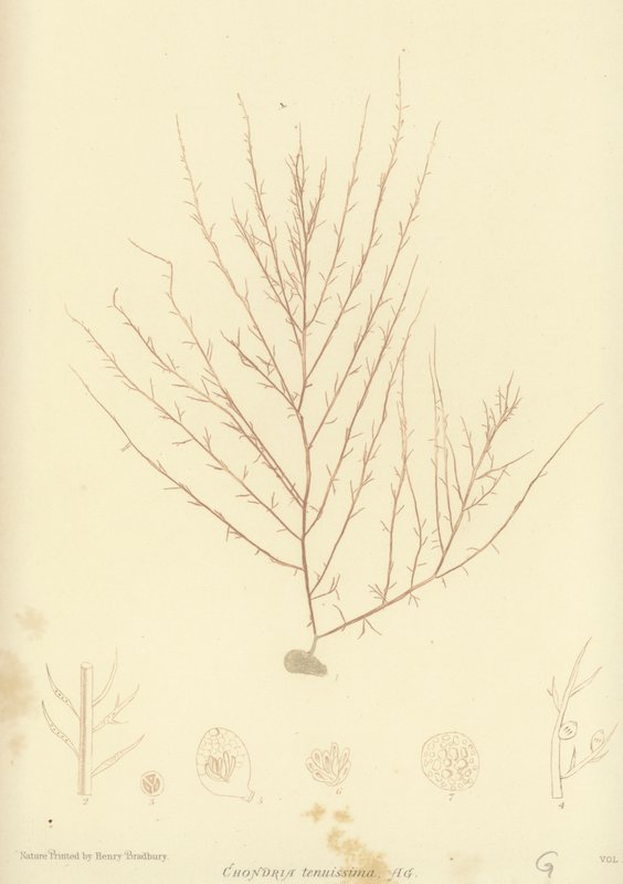 British Sea-Weed (naturtrykt) af English School