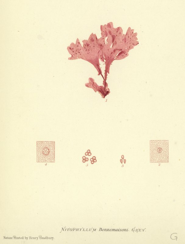 British Sea-Weed (naturtrykt) af English School