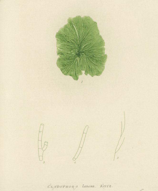 British Sea-Weed (naturtrykt) af English School