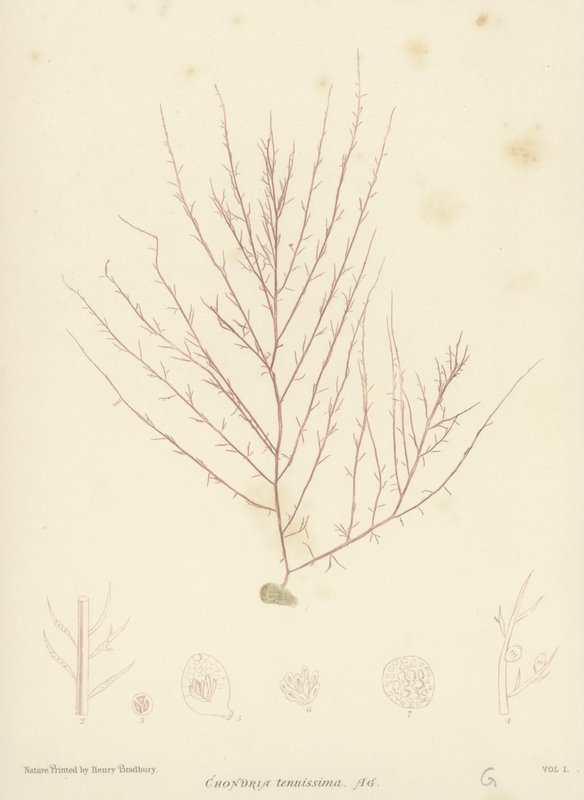 British Sea-Weed (naturtrykt) af English School