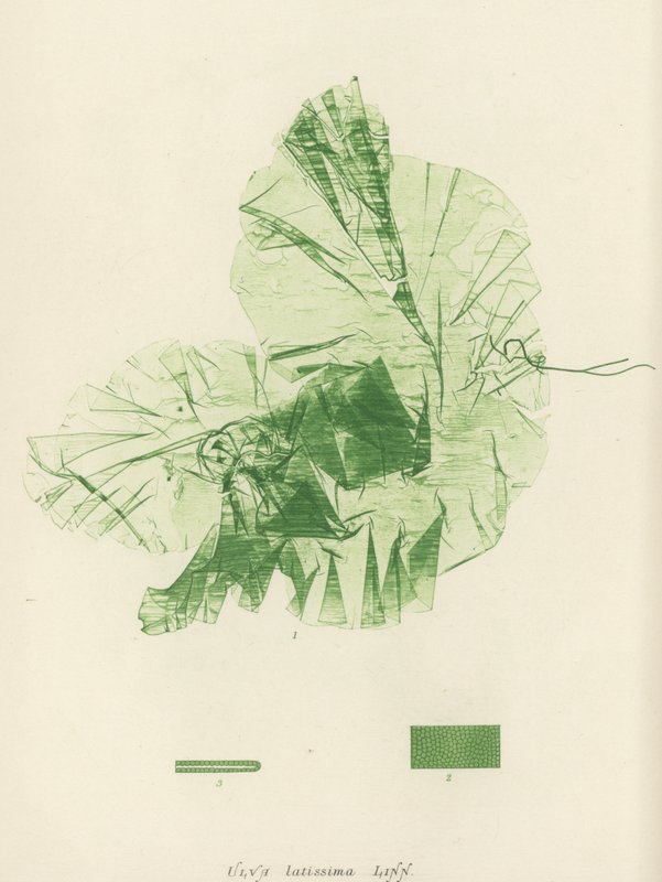 British Sea-Weed (naturtrykt) af English School