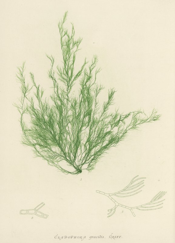 British Sea-Weed (naturtrykt) af English School