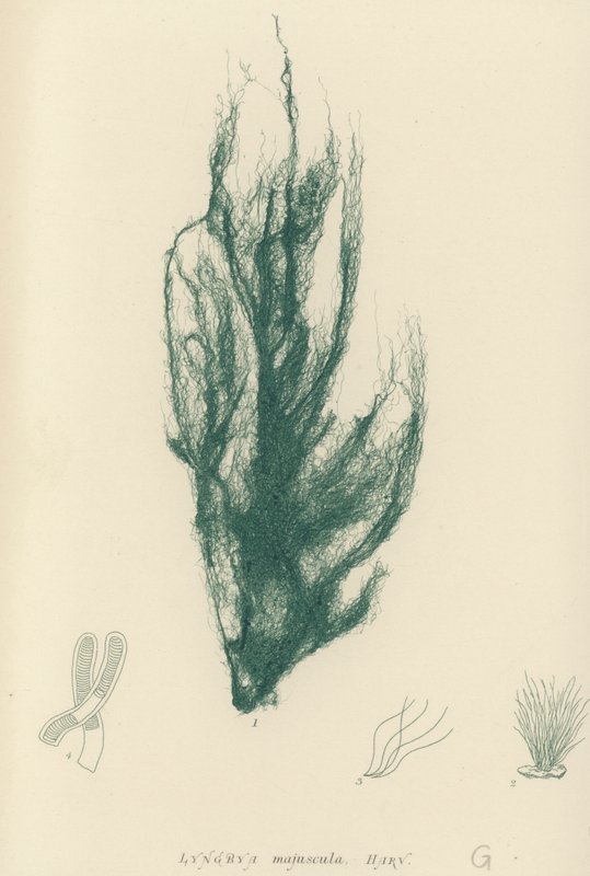 British Sea-Weed (naturtrykt) af English School