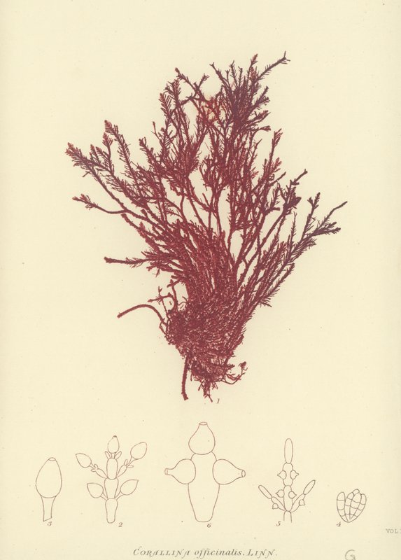 British Sea-Weed (naturtrykt) af English School