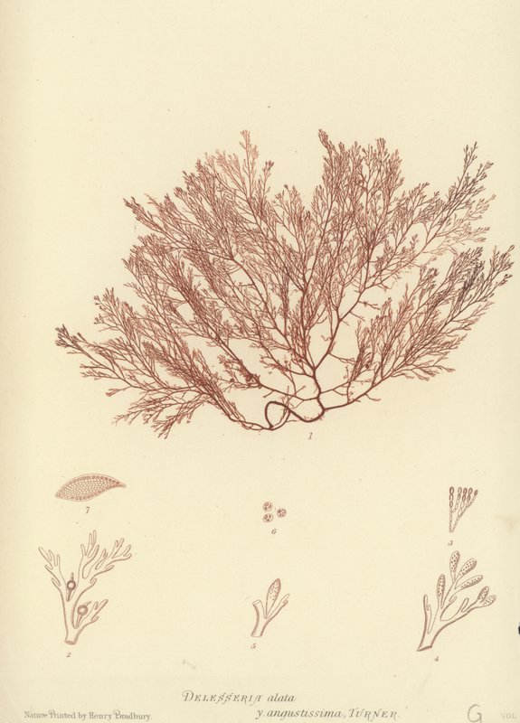 British Sea-Weed (naturtrykt) af English School