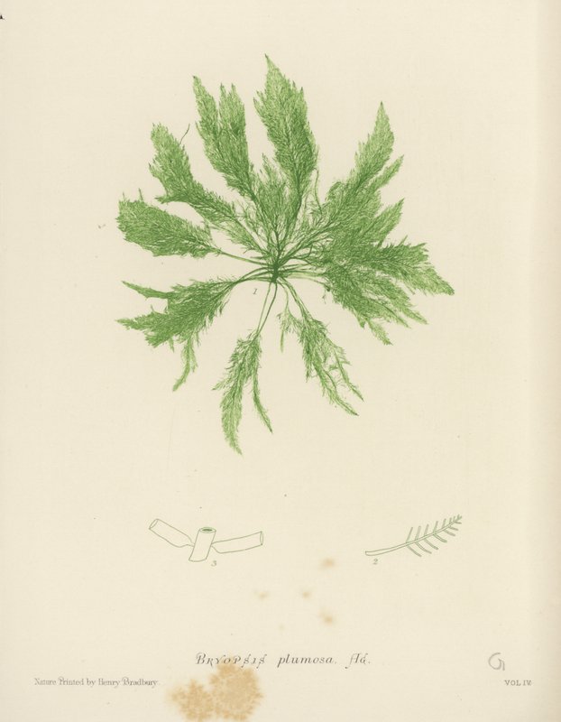 British Sea-Weed (naturtrykt) af English School