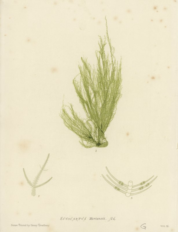 British Sea-Weed (naturtryk) af English School