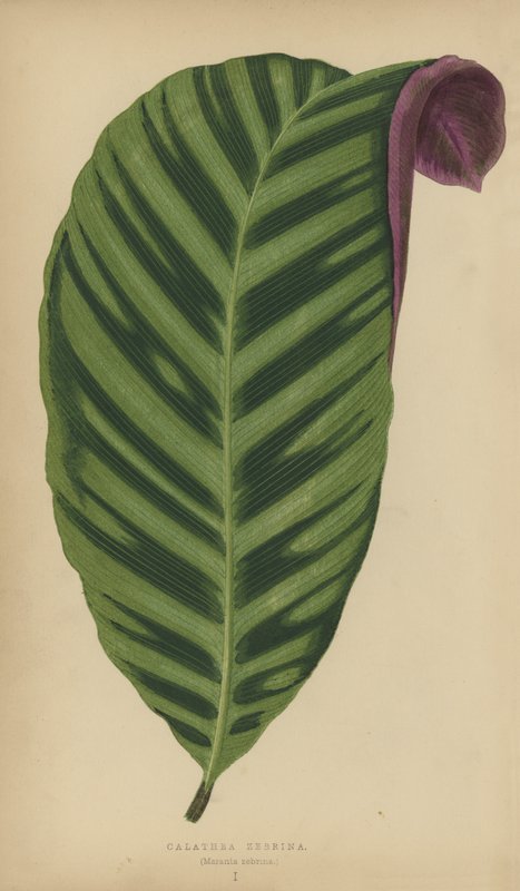 Calathea Zebrina, Maranta zebrina af English School