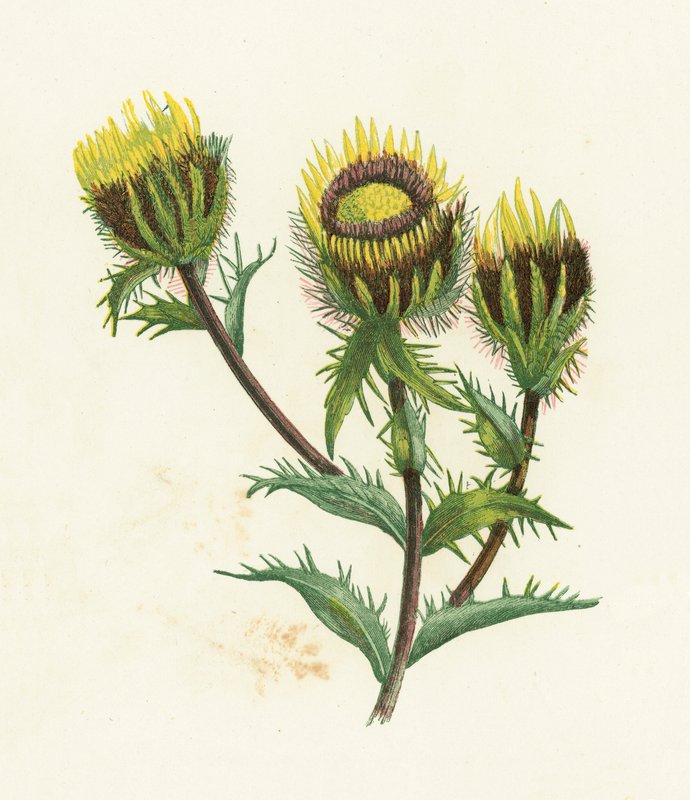 Carline Tidsel, Carlina Vulgaris af English School