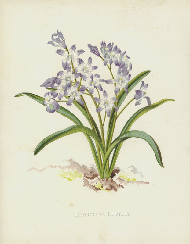 Chionodoxa Luciliae af English School