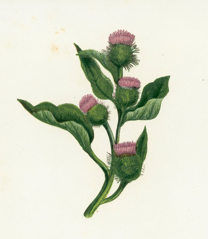 Almindelig burre, Arctium Lappa af English School