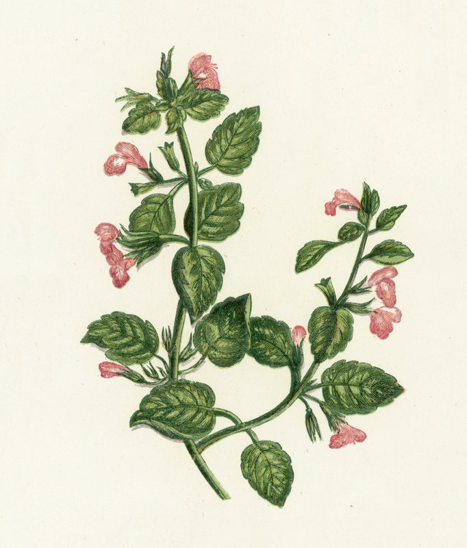 Almindelig kalamint, Calamintha Officinalis af English School